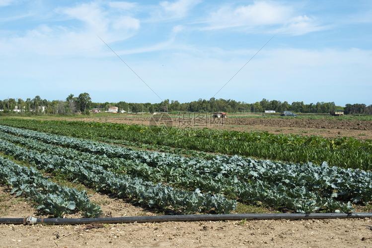 大蔬菜种植场有绿色物的工业种场农蔬菜种类繁多高清图片下载-正版